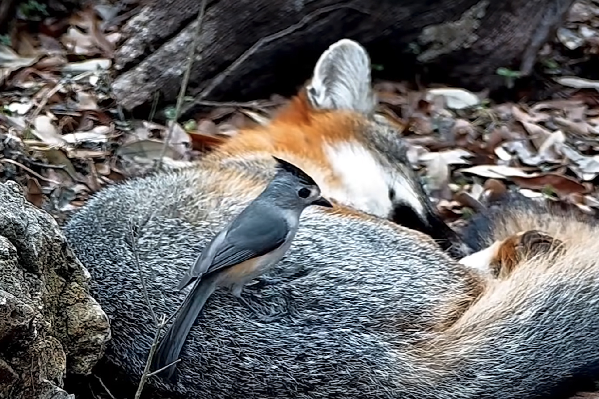 titmouse sits on sleeping fox