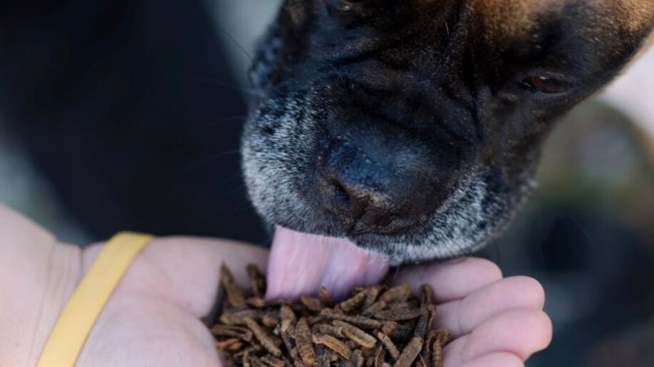 A dog nibbles on black soldier fly larvae. Photo by EnviroFlight