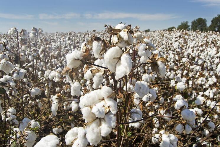 Cotton field. Photo: Pixabay.com
