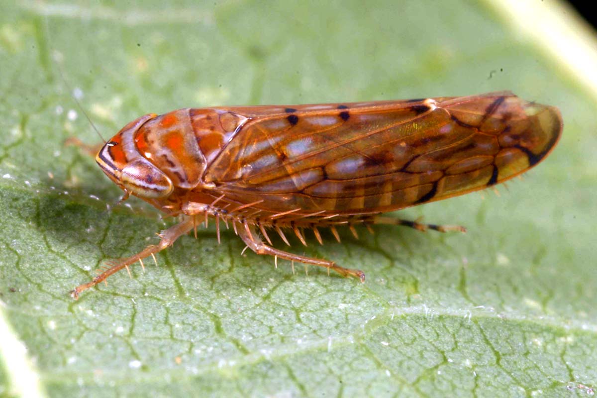 The leafhopper Osbornellus auronitens was found for the first time to harbor a phytoplasma strain.