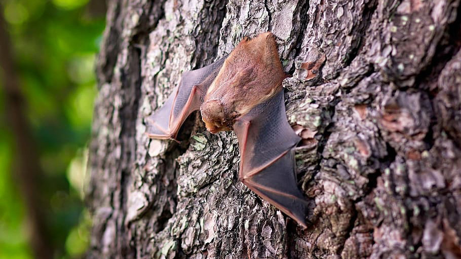 bat roosts in a pine tree. stock photo via pxfuel, Wikimedia Commons license