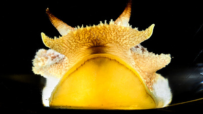 The sea slug, Pleurobranchea californica  Photo by Fred Zwicky