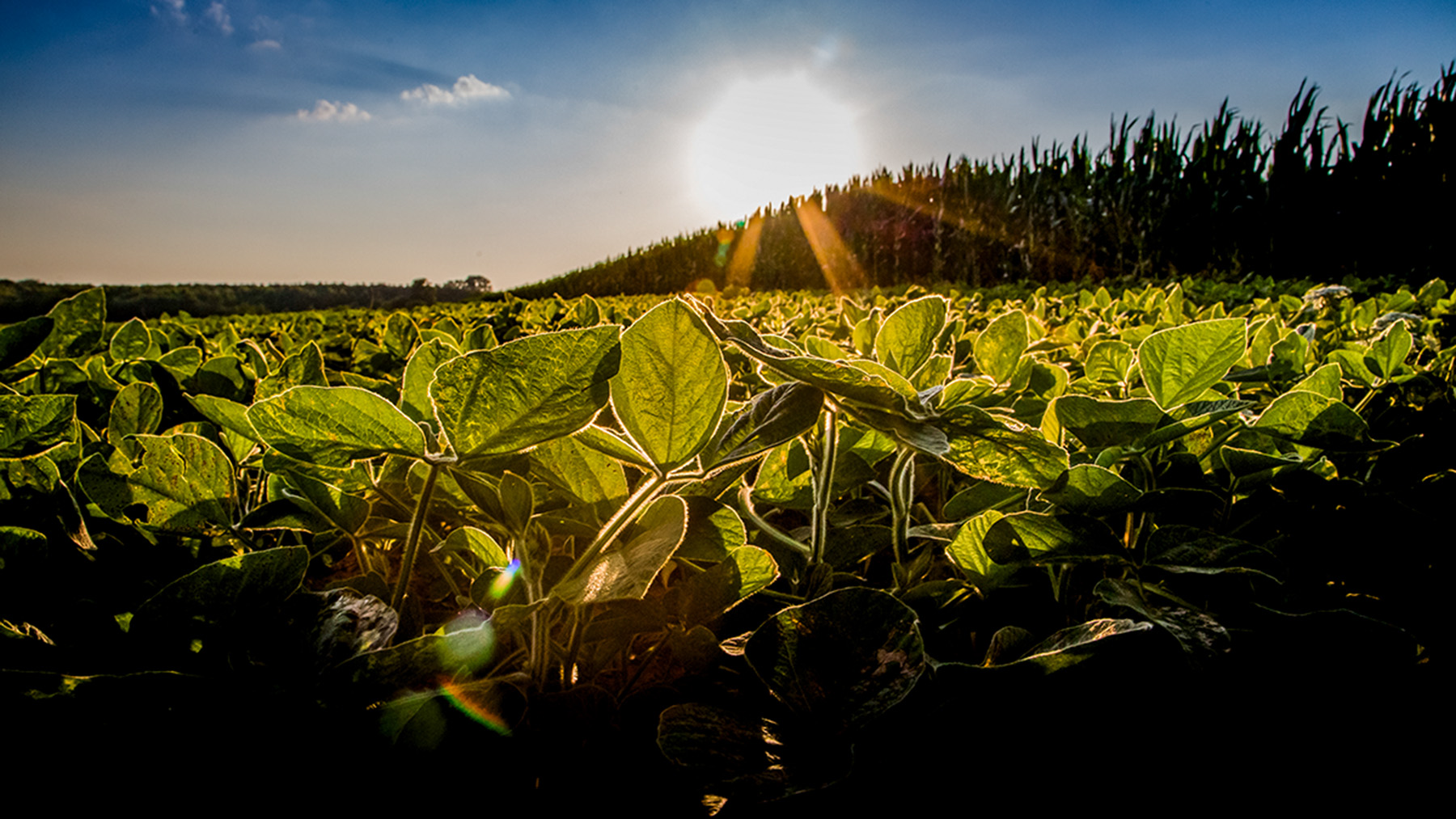 soybean crops in the sun