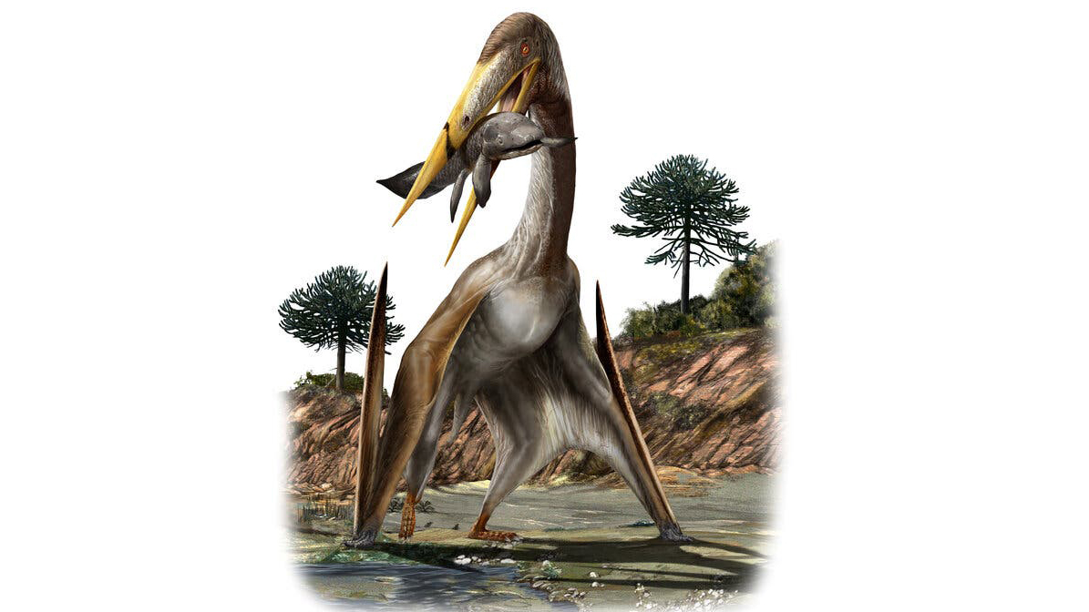 How the largest animals that could ever fly supported giraffe-like necks How the largest animals that could ever fly supported giraffe-like necks