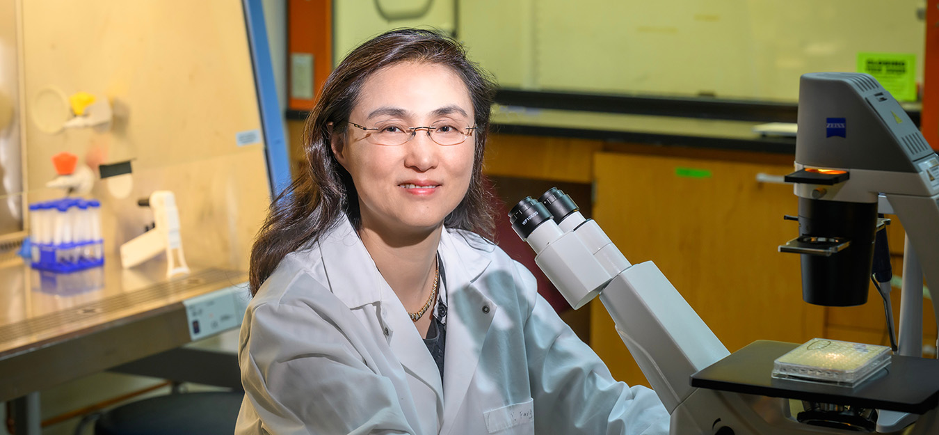Illinois pathobiology professor Ying Fang and her colleagues developed a reliable coronavirus test that can be used to detect and monitor infection in wild and domesticated animals.  Photo by Fred Zwicky