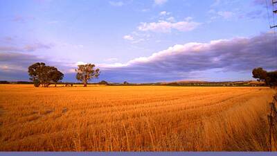 twilight on a wheat field. Image via Wikimedia Commons