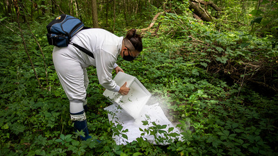 The author sets a trap for ticks with dry ice.  Photo by Fred Zwicky