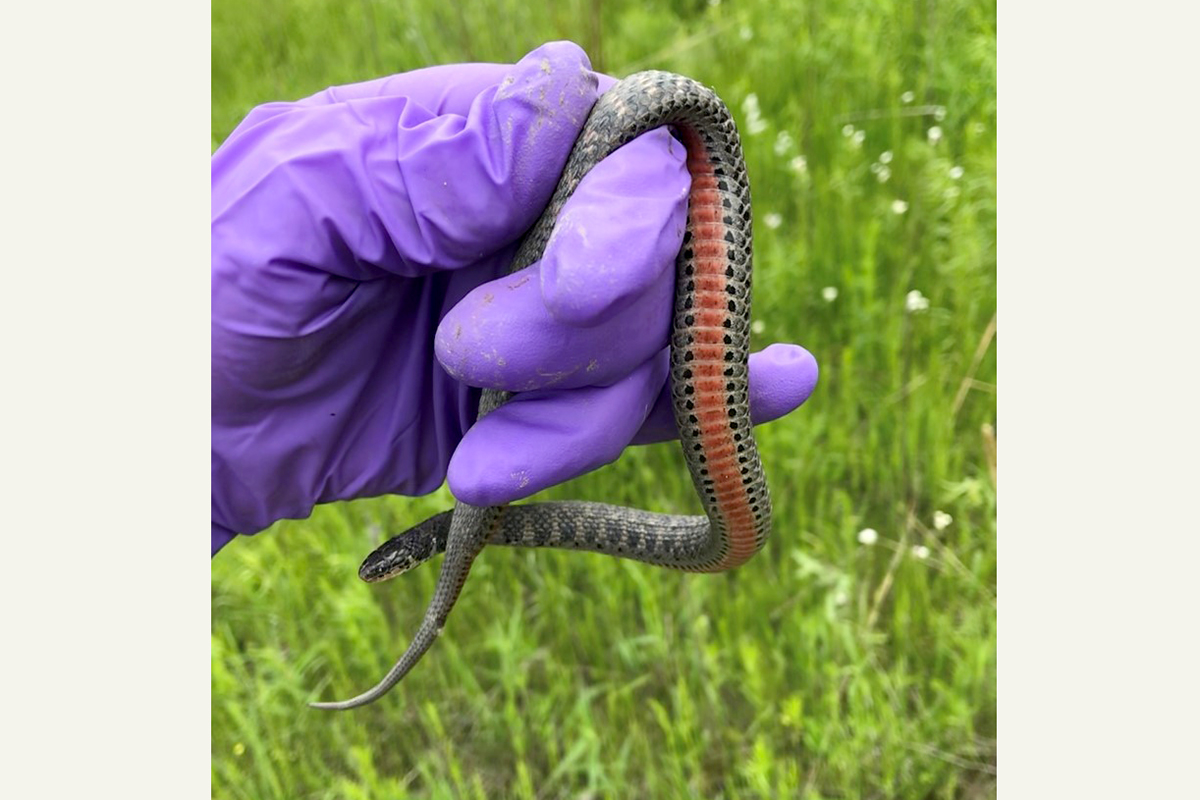 researcher holds small Kirtland's snake