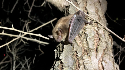 A released big brown bat, Eptesicus fuscus, clings to a tree. Photo by Sarah Gaulke
