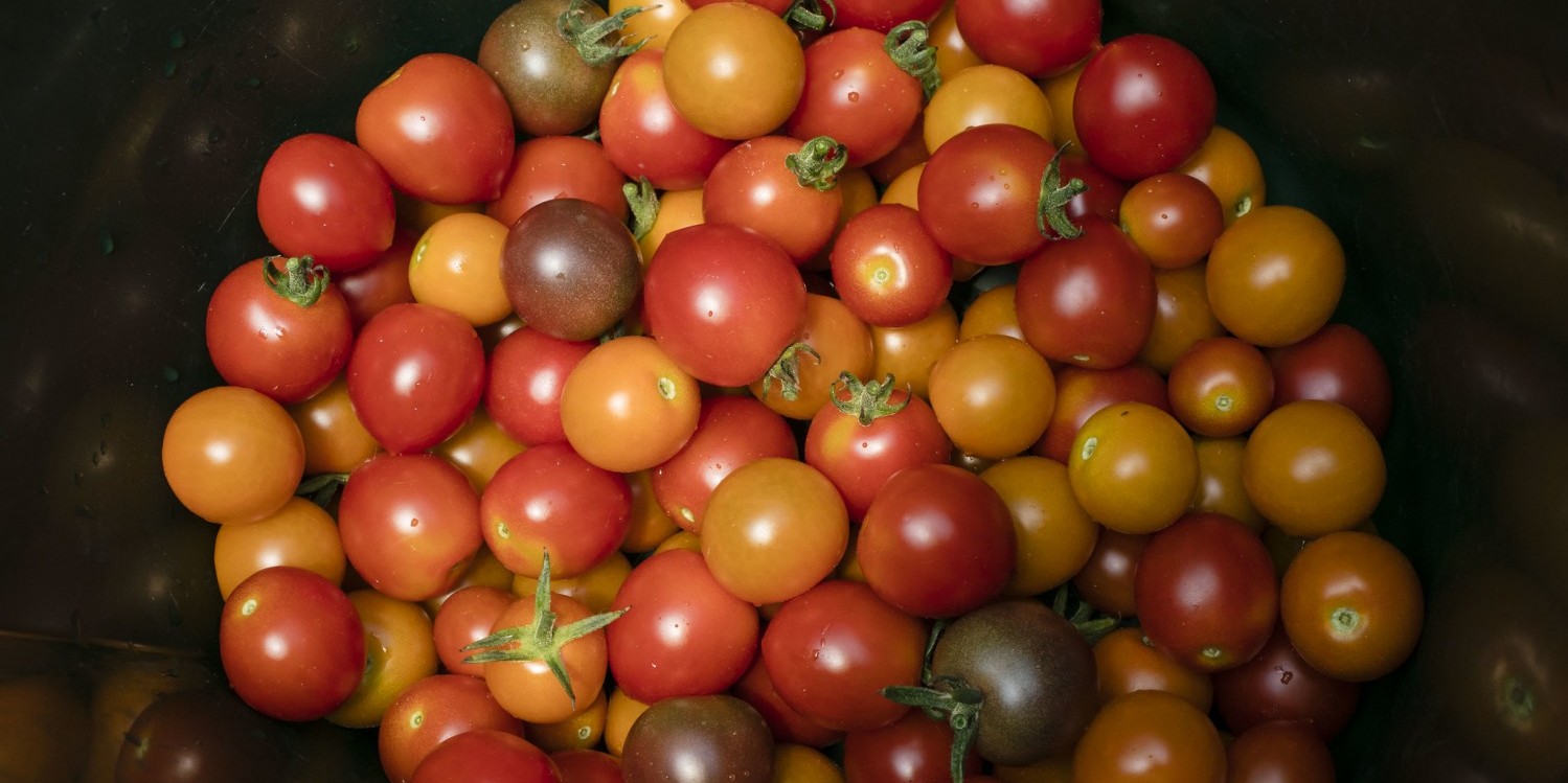 stock image of ripe cherry tomatoes in a variety of colors