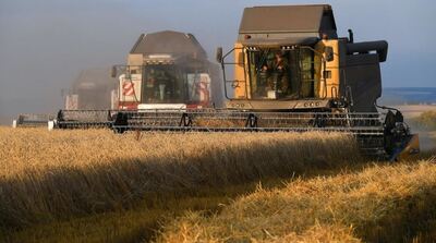 harvesting wheat in a Russian field. Photo by Ilya Naimushin/Sputnik