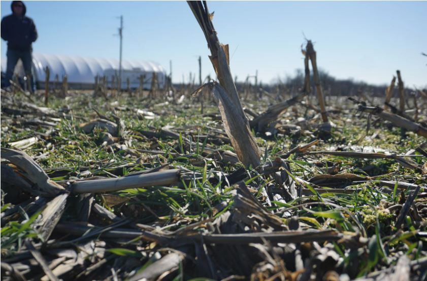 Farmer Tim Gottman stands in the distance overlooking a harvested cornfield on his farm in northeast Missouri. The green vegetation in between the old stalks is rye, a cover crop that can help keep the soil healthy. Photo by Jonathan Ahl / St. Louis Public Radio