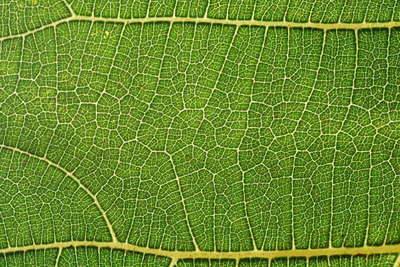 close up of leaf shows its vein system. Public domain image via PIXNIO