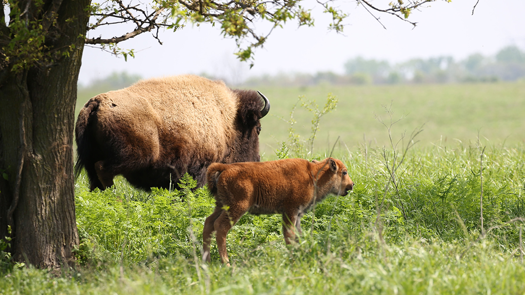 Bison at Midwein National Tallgrass Prairie, Will County, Illinois.     Photo by Richard Short, USDA Forest Service