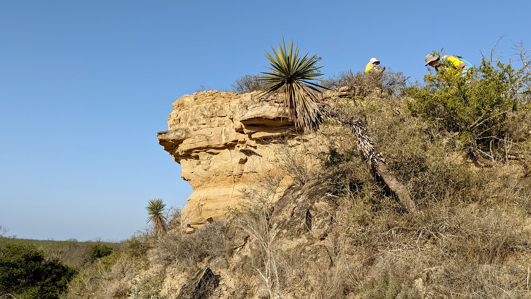 A view of the thornscrub habitat along the bluffs of the Rio Grande. Credit: Photo by Sara Johnson