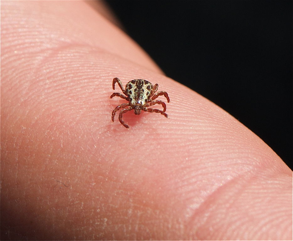dog tick photo via wikimedia commons