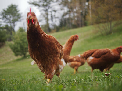 backyard chickens. Photo by AdamChandler86 via Flickr