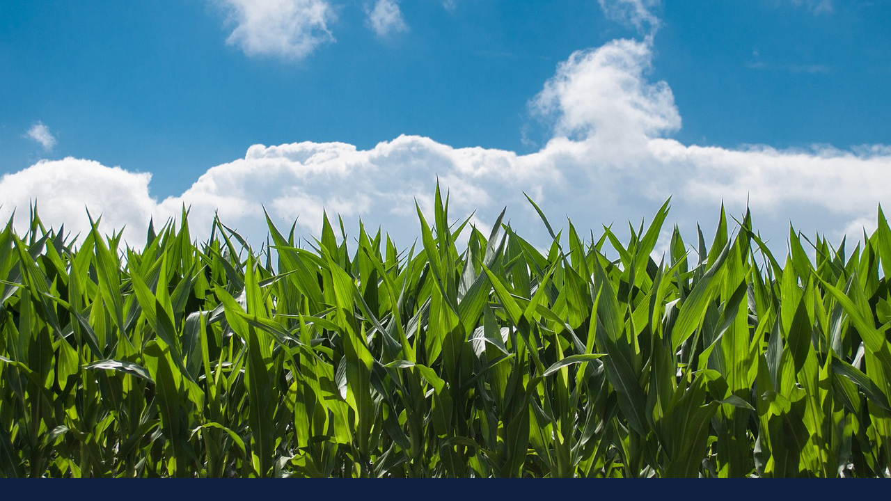 Corn field stock image via Pixabay. Photo by Skitterphoto