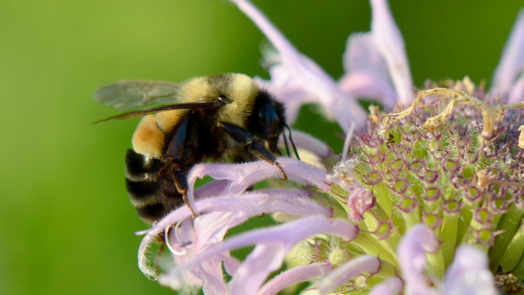 Photo of rusty patched bumble bee on a bee balm flower. Photo courtesy U.S. Fish & Wildlife Service