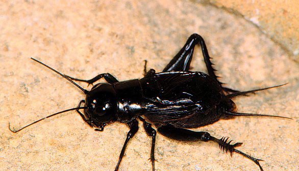 close up photo of a cricket.  (Photo courtesy of Jim Kalisch, UNL Entomology)