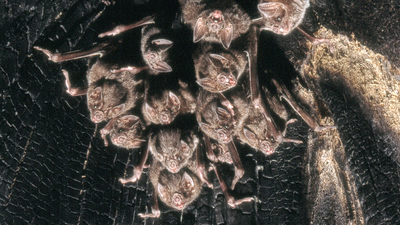 colony of bats. Photo by Uwe Schmidt via Creative Commons license
