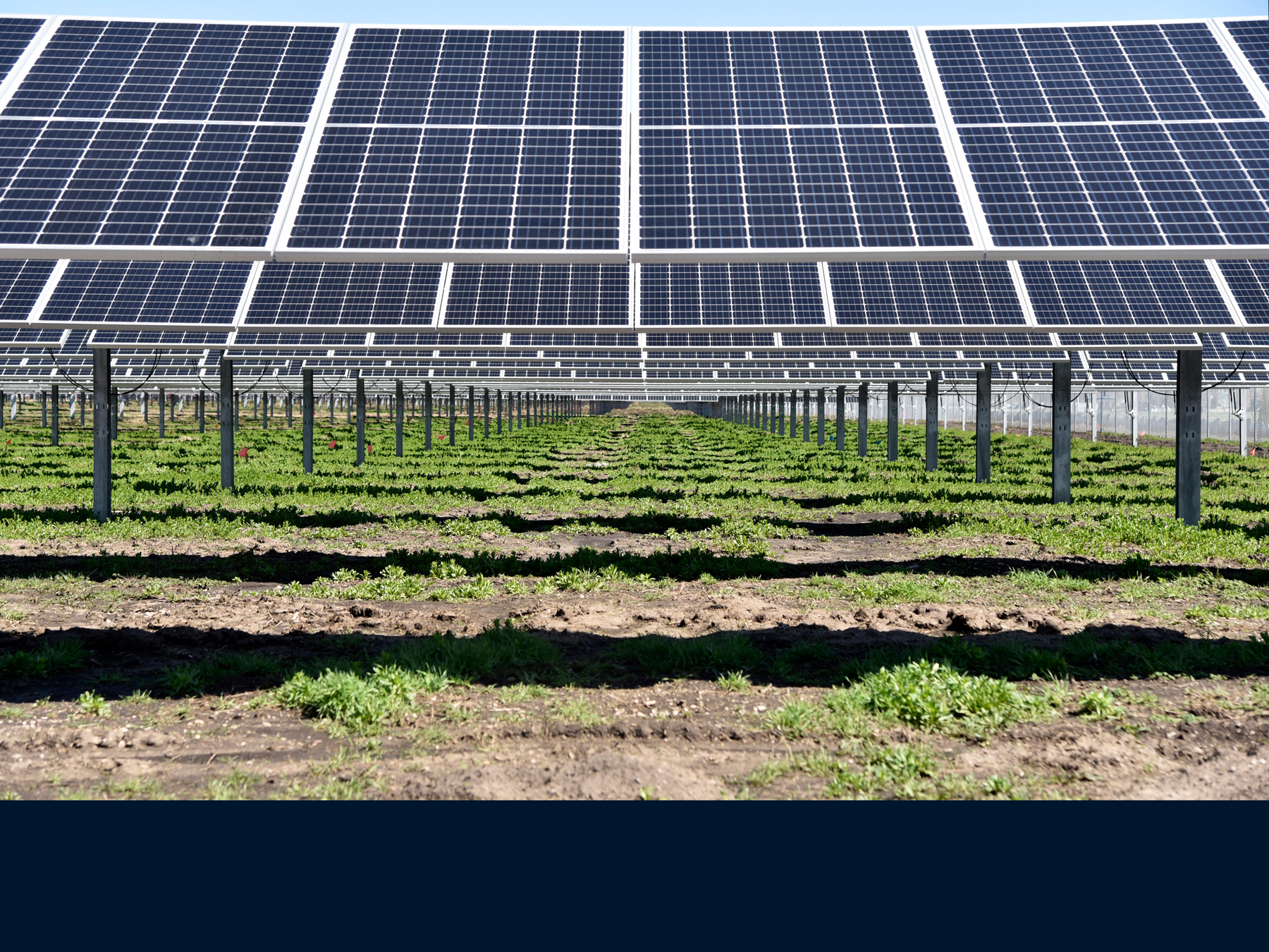 pollinator-friendly plants grow beneath a field of solar panels
