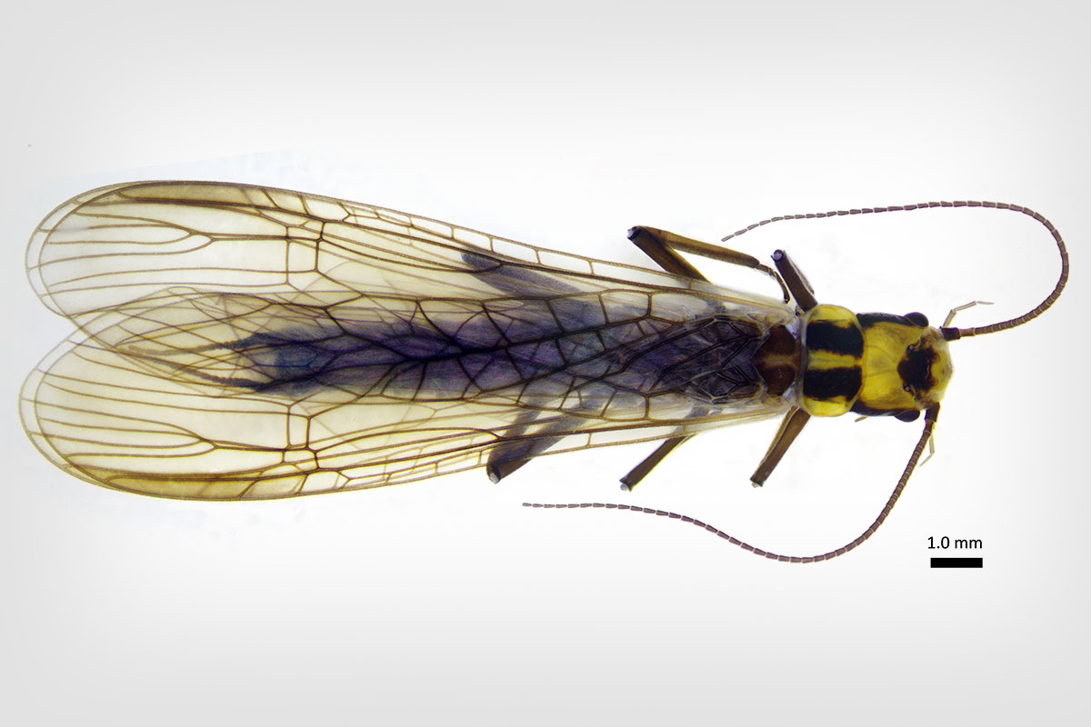 the newly classified stonefly