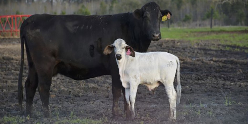 3/4 Gyr calf with Holstein cow at Chessie Creek Farm. Photo by Professor Matt Wheeler