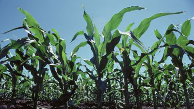 stock image of corn crops