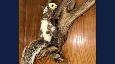 Pinto Bean the squirrel, in preserved form. Photo credit Joseph Lee Spencer