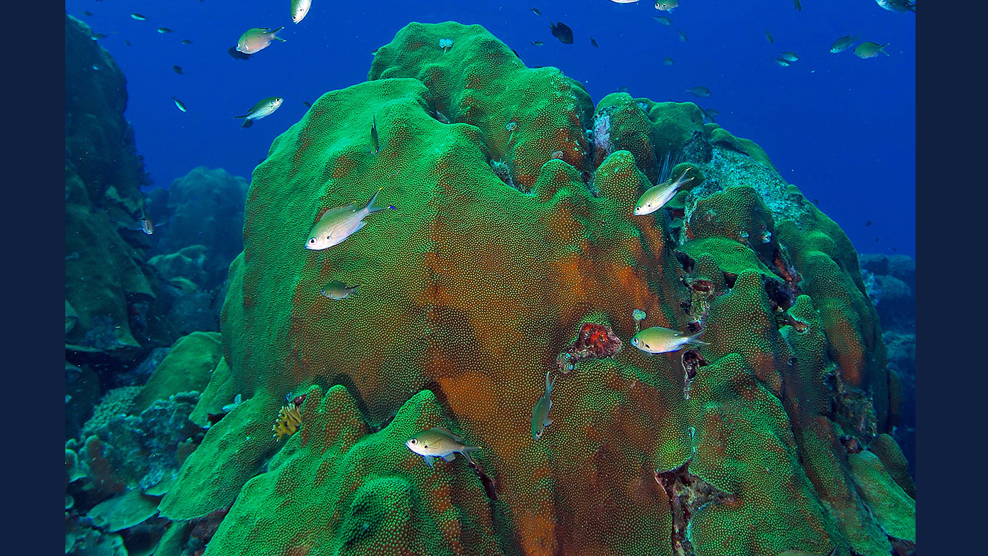 O. faveolata colonies at Playa Kalki, which borders the island of Curaçao in the Caribbean Sea. The corals form massive colonies with knobby ridges the flair out at the bottom.