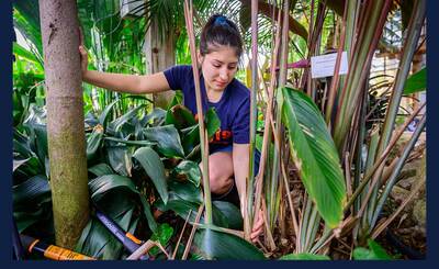 Greenhouse assistant student worker Alexandra (Lexi) Gomez cuts back dead foliage from a Ischnosiphon pruinosus plant. Photos by Fred Zwicky