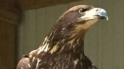 the injured bald eagle at the Wildlife Medical Clinic