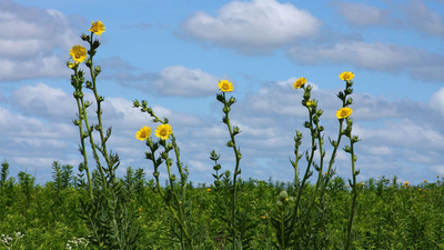 Photo of a swath of prairie with more than a dozen tall stalks of yellow flowers reaching up into a blue sky. Photo by Fred Delcomyn (from “A Backyard Prairie”)