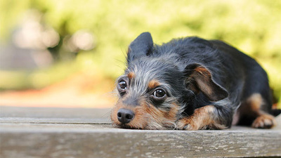 a very cute puppy. Photo provided by the College of Veterinary Medicine