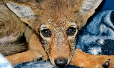face of a coyote pup