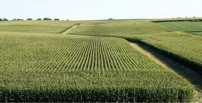 A field of corn grows near Ashland, Neb., Tuesday, July 24, 2018. (AP Photo/Nati Harnik)