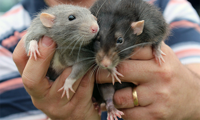pet rats in a handler's hands. Feature image from Pixabay.