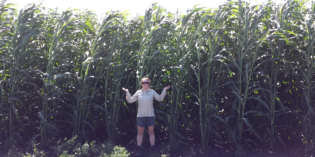Caitlin Moore in a sorghum field at the UIUC Energy Farm