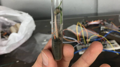A test tube holding a blue lupine plant growing in a mix of fertilizer and simulated lunar soil. Credit: Image provided by Alex Darragh and Matt Steinlauf