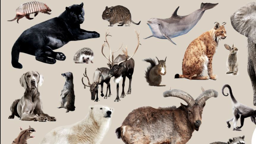 compaosite image of several animals in shades of brown, gray and black. Graphic: Elena Scotti (Photos: Shutterstock, Getty Images)