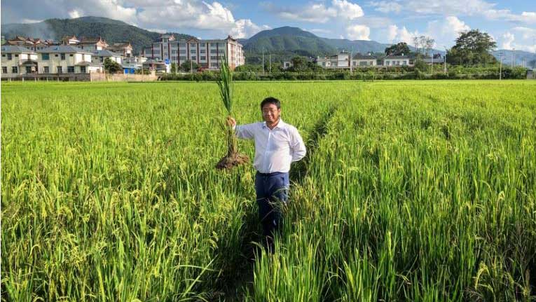 Dr. Fengyi Hu helped develop perennial rice, which has living roots that could help preserve valuable soil. Photo by Erik Sacks