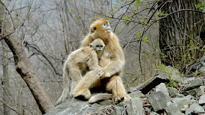 Mother and juvenile golden snub-nosed monkey, Rhinopithecus roxellana.  Photo by Paul Garber
