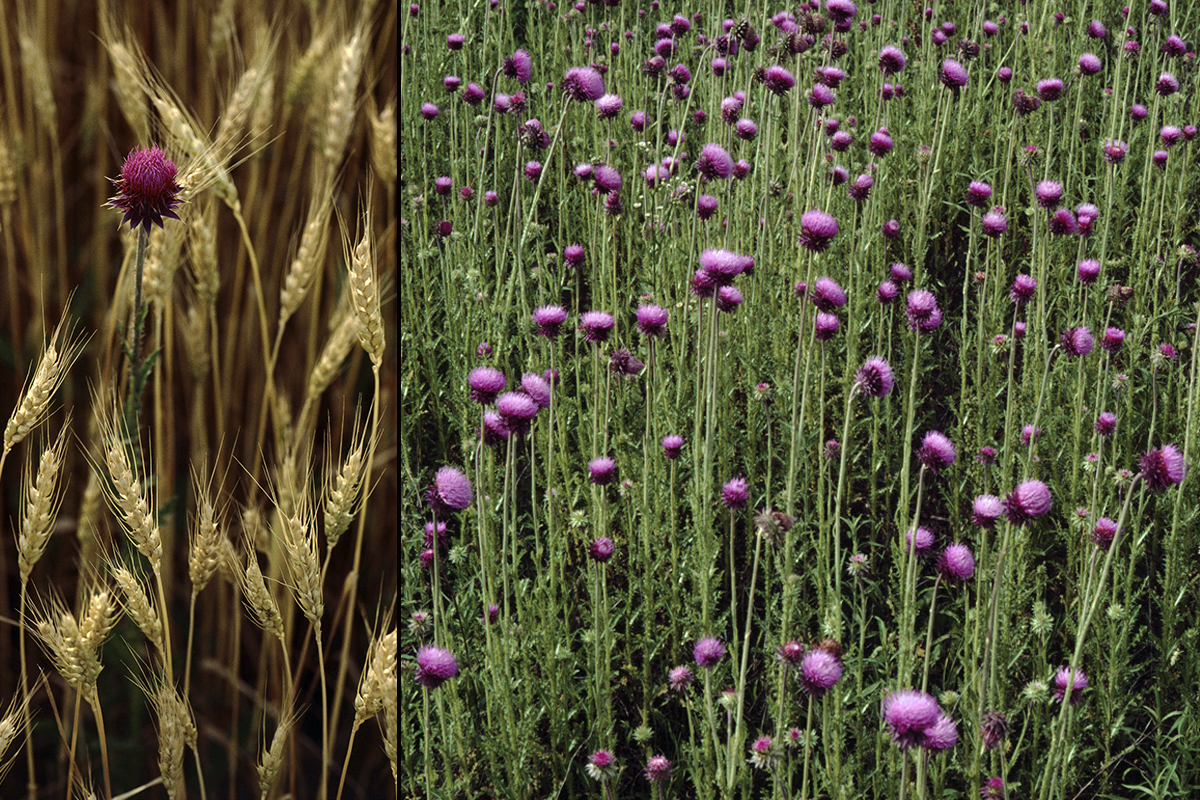 Lone musk thistle among wheat, and a field full of thistle. Photo by Michael Jeffords