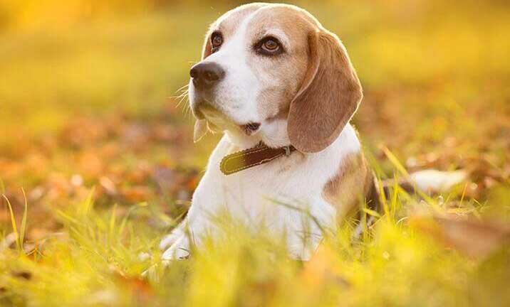 stock image of a beagle