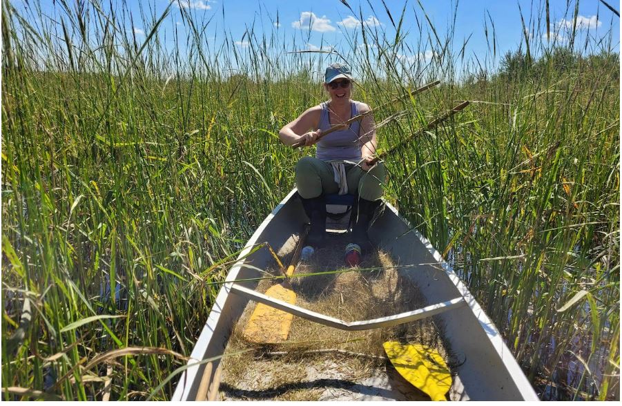 graduate student harvests wild rice from a canoe in September 2022. Photo by Joe Graveen