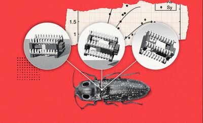 Graphic by Michael Vincent showing click beetles beside a similarly sized robot