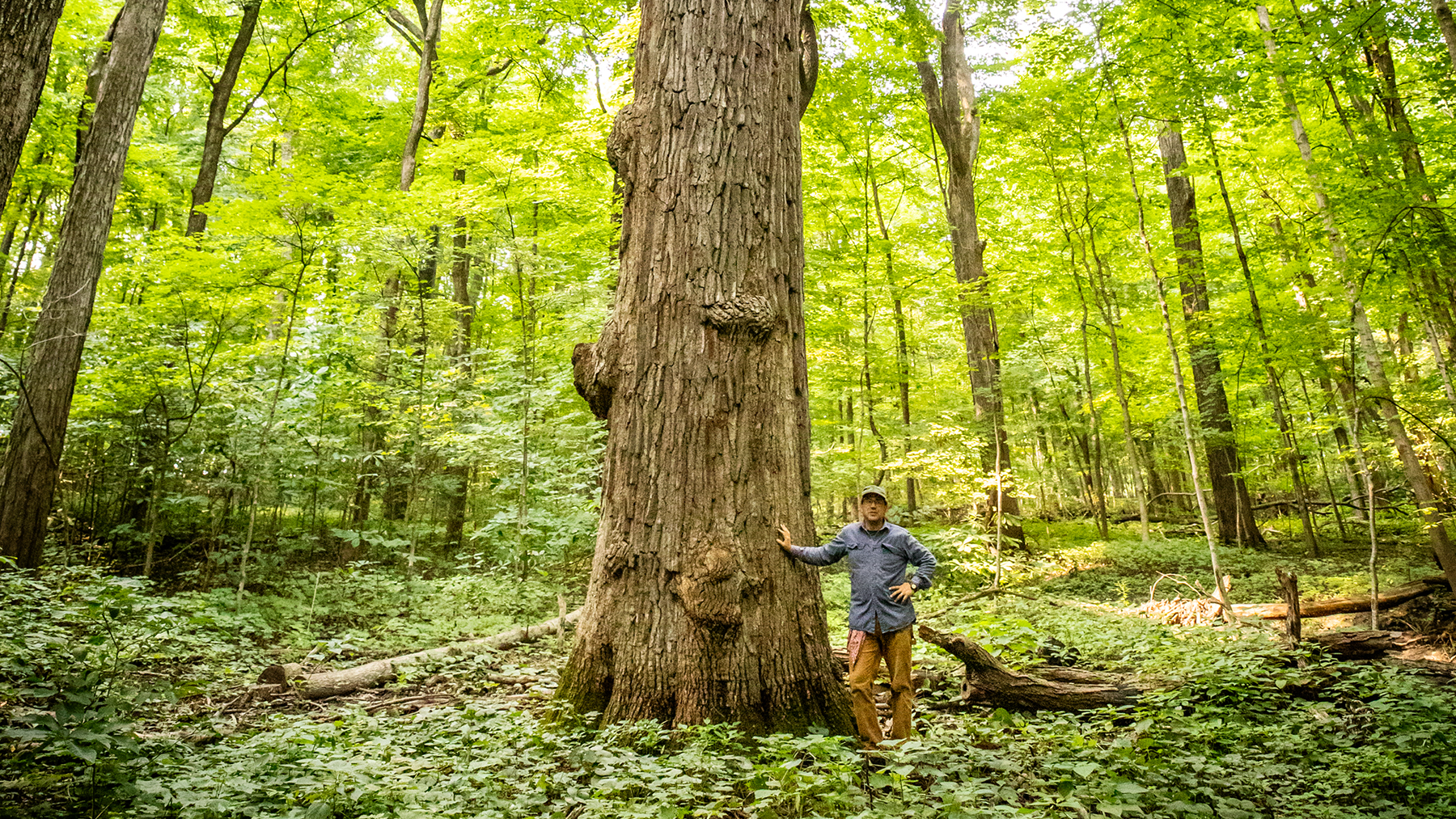 This bur oak tree in Brownfield Woods dates to the 1600s. Photo by Brian Stauffer