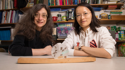Entomology professor May Berenbaum and postdoctoral researcher Ling-Hsiu Liao. Photo by L. B. Stauffer