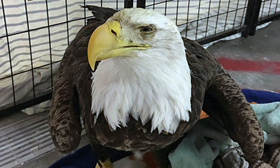 the third bald eagle patient at the Wildlife Clinic this season